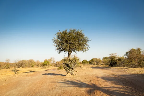 Acacia boom Afrika van Botswana — Stockfoto