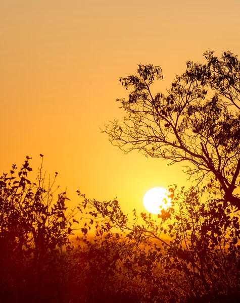 Afrikaanse Zonsondergang Silhouet Bomen Met Kopie Ruimte Gouden Hemel — Stockfoto