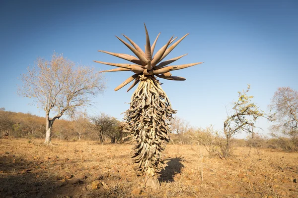Aloe Vera drzewa Afryka Botswana — Zdjęcie stockowe