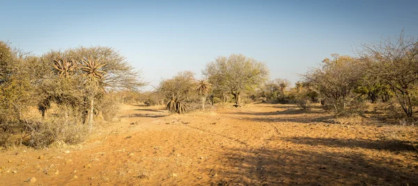 Aloe Vera ağaçlar Botsvana Afrika — Stok fotoğraf