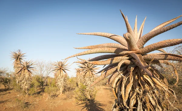 Aloe Vera Árvores Botswana África — Fotografia de Stock