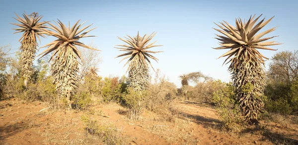 Aloe Vera δέντρα Αφρικής Μποτσουάνα — Φωτογραφία Αρχείου