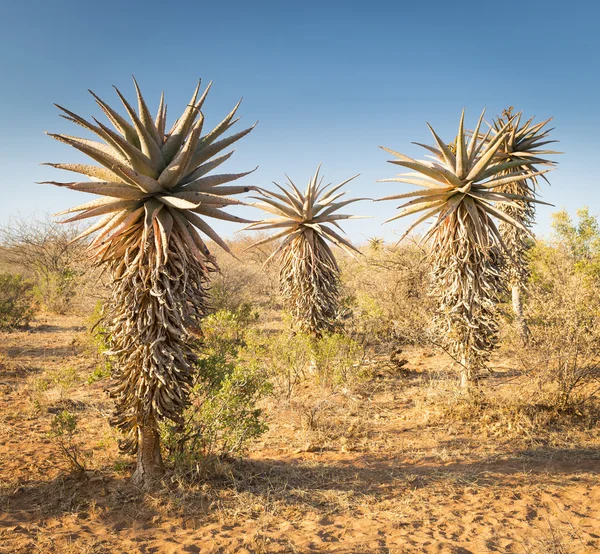 Aloe Vera drzew Botswany — Zdjęcie stockowe