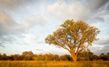 Botsvana ağaç Afrika
