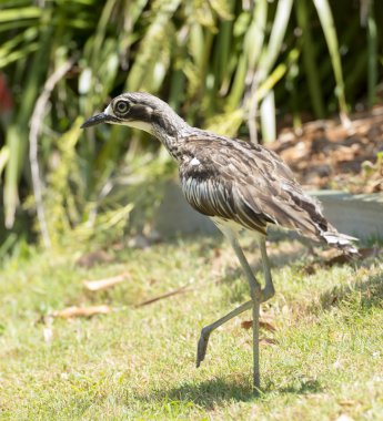 Bush Curlew Bird Australia clipart