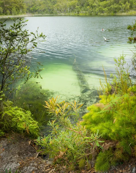 Modré jezero Stradbroke Island — Stock fotografie