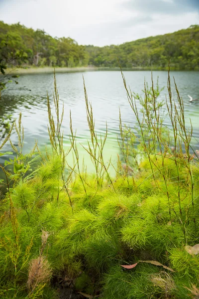 Blue Lake North Stradbroke Island Queensland Australië Het Perfecte Zoet — Stockfoto