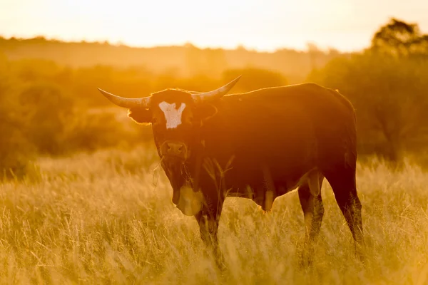 Vaca Macho Grande Con Cuernos Pastando Hierba Larga Atardecer —  Fotos de Stock