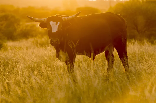 Puesta de sol de vaca toro —  Fotos de Stock