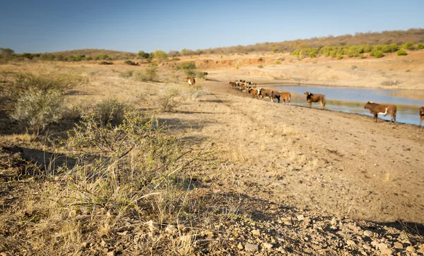 Rinder in Afrika — Stockfoto