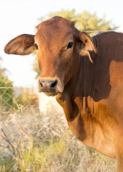 Primeros planos del ternero de vaca —  Fotos de Stock