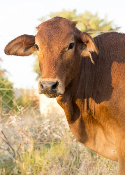 Koe kalf Closeup — Stockfoto