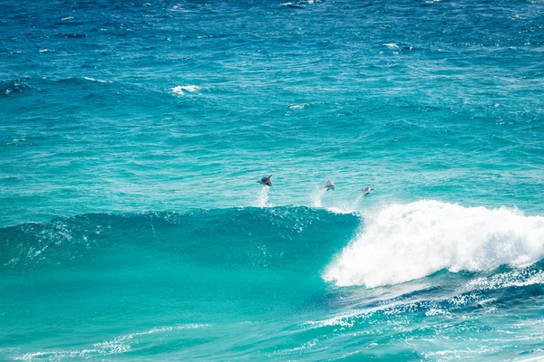 Pod Von Delphinen Spielen Und Springen Den Wellen Vor Stradbroke — Stockfoto