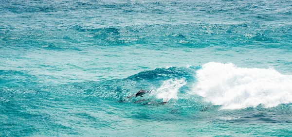 Dolphins Leaping From Waves — Stock Photo, Image