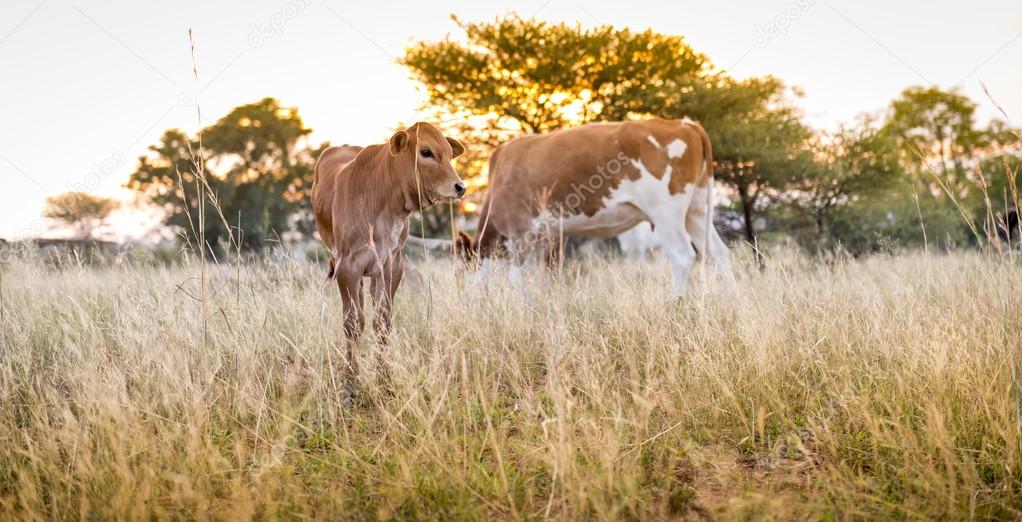 Cow Calf Grazing