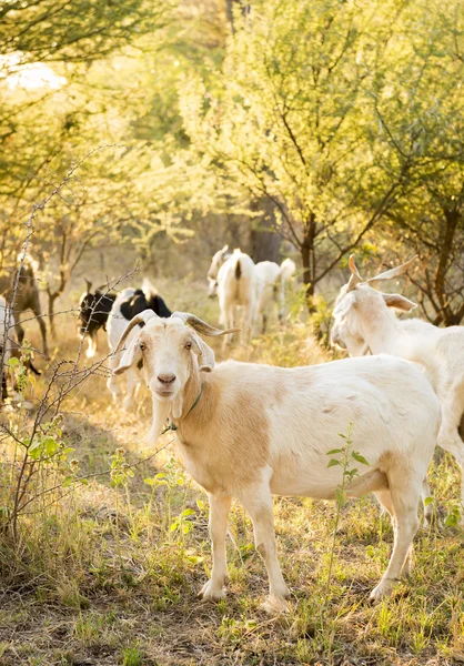 Cabras en el campo — Foto de Stock