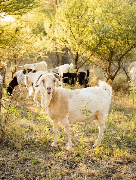 Cabras en el campo —  Fotos de Stock