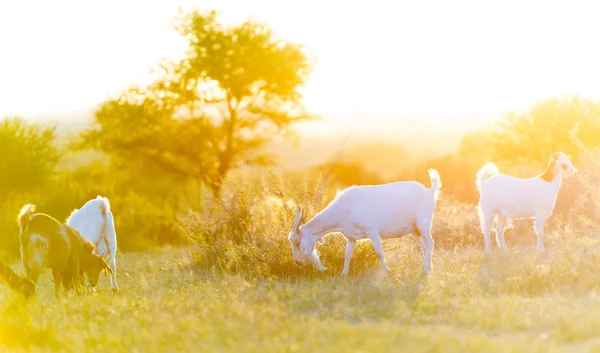 Geiten grazen bij zonsondergang — Stockfoto