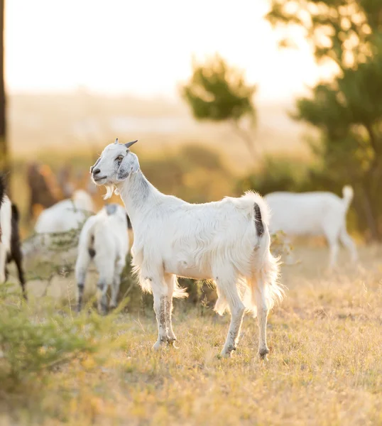 Gün batımında otlatma keçi — Stok fotoğraf