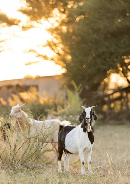 Gün batımında otlatma keçi — Stok fotoğraf