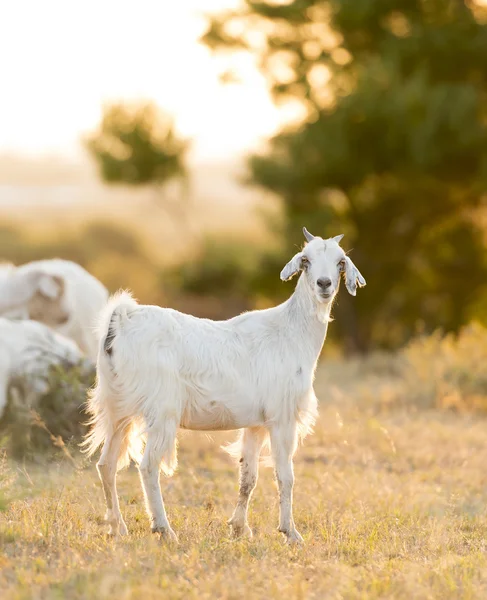 Cabras pastando en el campo —  Fotos de Stock