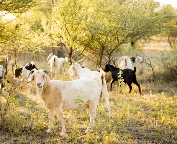 CABRAS ROBANDO EN SUNSET —  Fotos de Stock