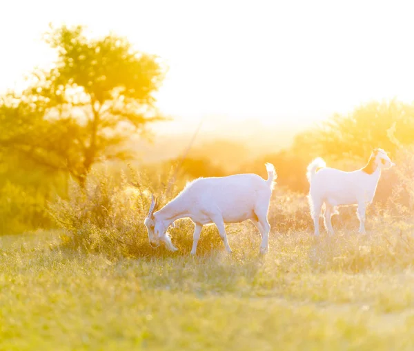 Cabras pastando en el campo — Foto de Stock