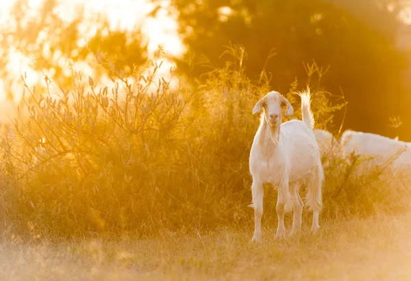 Cabras pastando en el campo —  Fotos de Stock