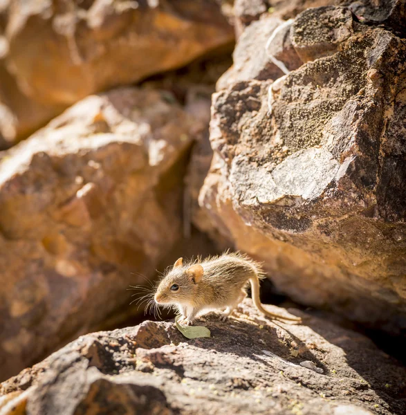 Tarla faresi Afrika — Stok fotoğraf