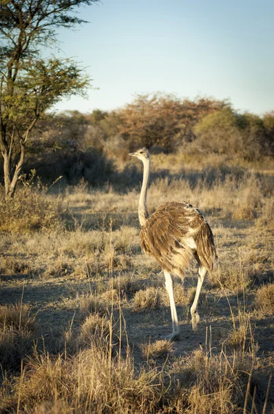 Strauß in Botswana Afrika — Stockfoto