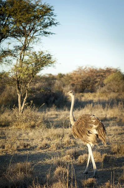 Avestruz no Botsuana África — Fotografia de Stock