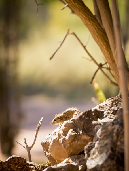 Striped Field Mouse — Stock Photo, Image