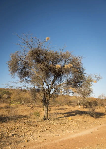 Weaver Φωλιές Πουλιών Ένα Παλιό Δέντρο Ξηρό Μποτσουάνας Αφρική — Φωτογραφία Αρχείου