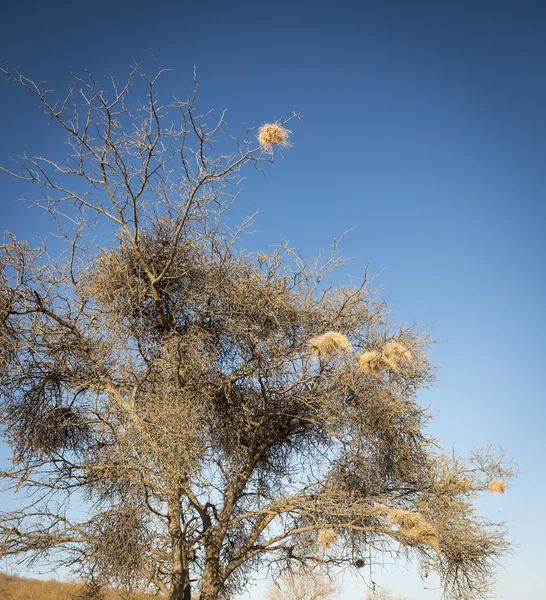 Webervogelnester Einem Alten Trockenen Baum Botswana Afrika — Stockfoto