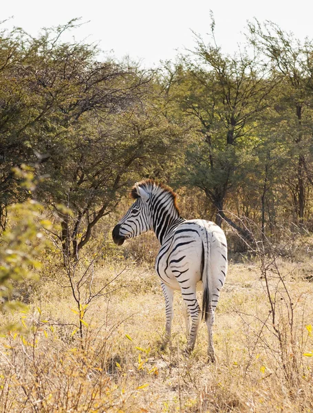 Zebra-Botswanában — Stock Fotó