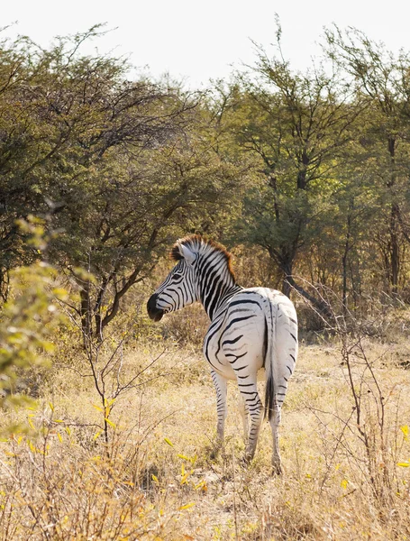 Zebra em Botsuana — Fotografia de Stock