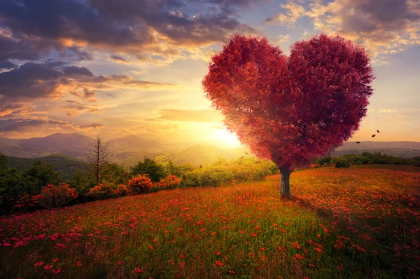 Red heart shaped tree — Stock Photo, Image