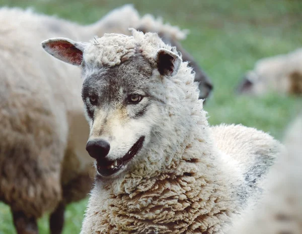 A wolf hides inside sheep\'s clothes