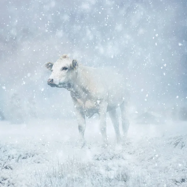 Single While Cow Caught Cold Snow Storm — Stock Photo, Image