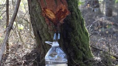 Plastik şişeye damlayan huş ağacı özü, yosun kaplı huş ağacı, huş ağacında sürünen bir sinek.