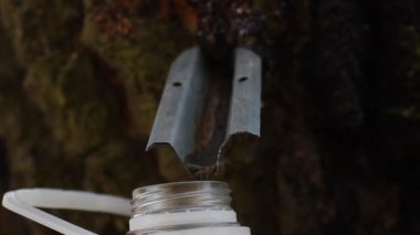 Huş suyu plastik şişeye damlıyor, yakın plan.