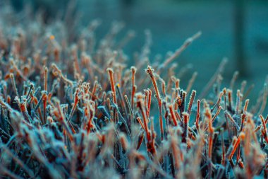 Bir çalılığın dalları, bulanık arkaplan