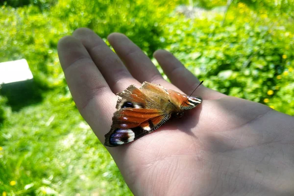 Kelebek açık avuçta oturur