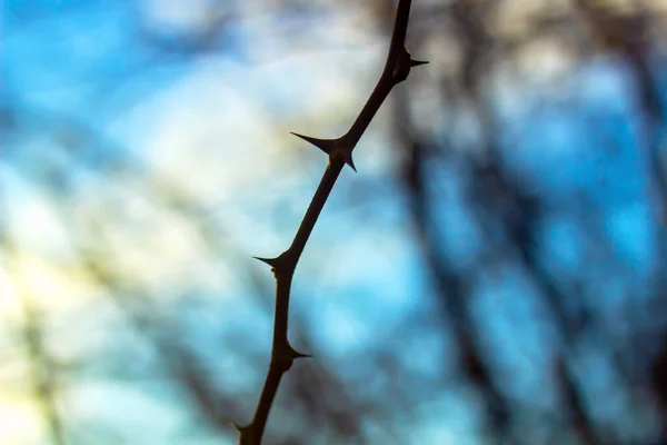 Stacheliger Ast Gegen Den Blauen Himmel — Stockfoto