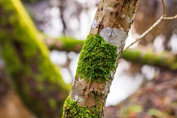 Moss, bulanık arka planda, bir ağaçta yetişir.