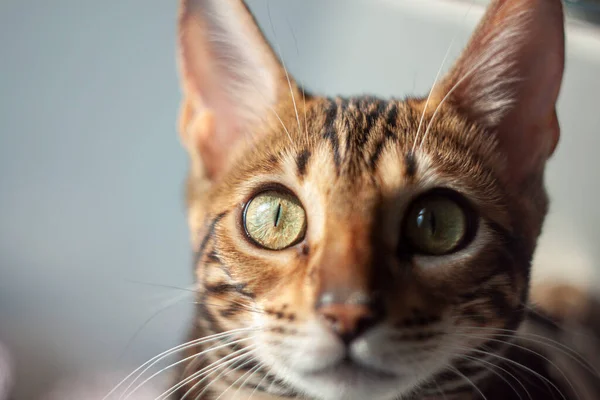 Kedi kameraya bakıyor.