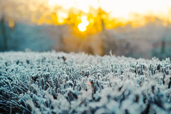 Givre Sur Les Buissons Soleil Lève — Photo