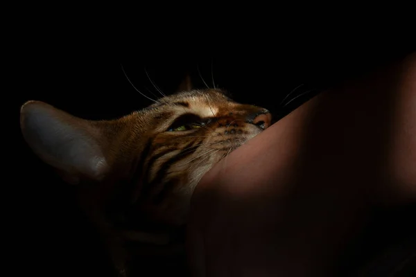Kedi elini ısırıyor. Siyah bir arka plana yakın duruyor.