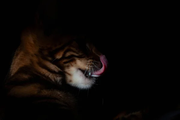 Kedi, siyah bir arka planda kendini yalıyor.
