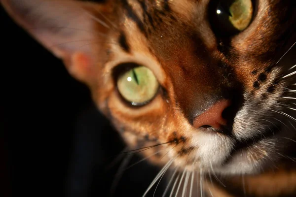 kedi kafası siyah bir arkaplanda kapanıyor.